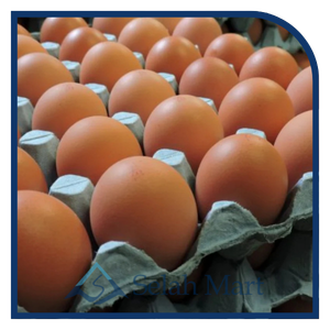 Egg 1 crate XL size